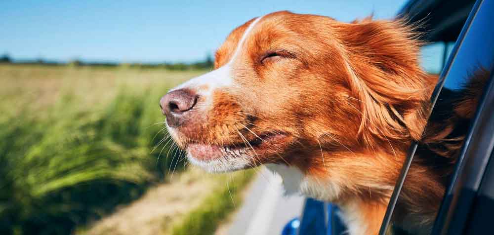 Köpekle Seyahat Etmenin Yolları